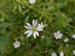 Attēlu rezultāti vaicājumam “Cerastium sylvaticum”