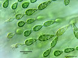 Attēlu rezultāti vaicājumam “Batrachospermum moniliforme”