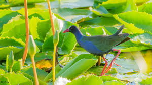 Image result for Porphyrio alleni