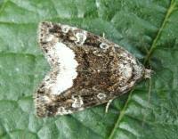 Attēlu rezultāti vaicājumam “Protodeltote pygarga”