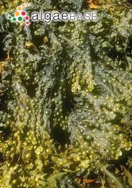 Attēlu rezultāti vaicājumam “Fucus vesiculosus”