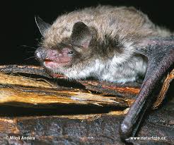 Attēlu rezultāti vaicājumam “Myotis brandtii”