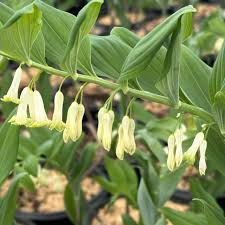 Attēlu rezultāti vaicājumam “Polygonatum odoratum flower”