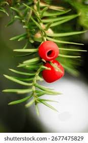 Attēlu rezultāti vaicājumam “Taxus baccata fruit”