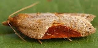 Attēlu rezultāti vaicājumam “Acleris laterana”