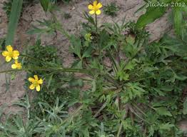 Attēlu rezultāti vaicājumam “Ranunculus repens leaf”