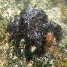 Attēlu rezultāti vaicājumam “Spongia”