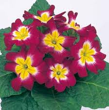 Attēlu rezultāti vaicājumam “Primula x margotae flower”