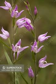 Attēlu rezultāti vaicājumam “Cephalanthera rubra flower”