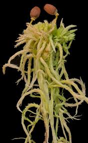 Attēlu rezultāti vaicājumam “Sphagnum angustifolium sporophyte”