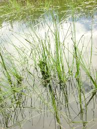 Attēlu rezultāti vaicājumam “Eleocharis palustris”