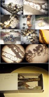 Attēlu rezultāti vaicājumam “Lamproderma puncticulatum stalked”