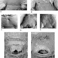 Attēlu rezultāti vaicājumam “Comatricha pulchella spores”