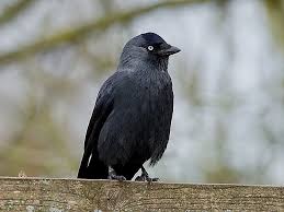 Attēlu rezultāti vaicājumam “Corvus monedula”