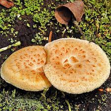 Attēlu rezultāti vaicājumam “Lentinus lepideus”