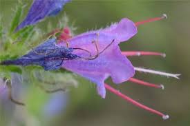 Attēlu rezultāti vaicājumam “Echium vulgare flower”
