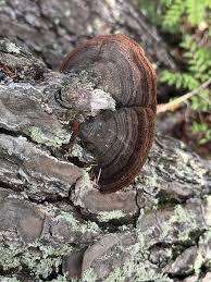 Attēlu rezultāti vaicājumam “Phellinus chrysoloma”
