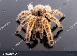 Znalezione obrazy dla zapytania Grammostola grossa