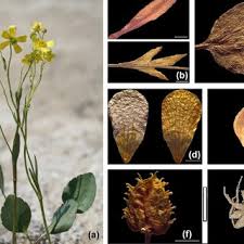 Attēlu rezultāti vaicājumam “Ranunculus auricomus leaf”