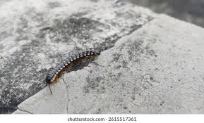 Attēlu rezultāti vaicājumam “Myriapoda”