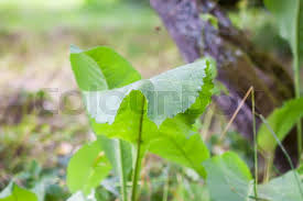 Attēlu rezultāti vaicājumam “Inula britannica leaf”