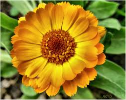 Attēlu rezultāti vaicājumam “Calendula officinalis flower”