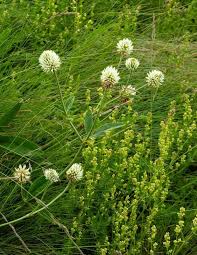 Attēlu rezultāti vaicājumam “Trifolium montanum leaf”