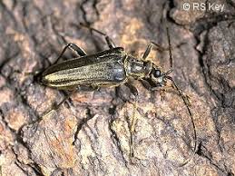 Attēlu rezultāti vaicājumam “Stenocorus meridianus”