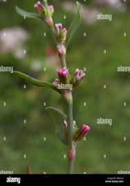 Attēlu rezultāti vaicājumam “Polygonum aviculare flower”