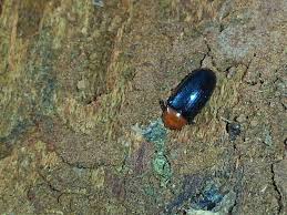 Attēlu rezultāti vaicājumam “Triplax aenea”