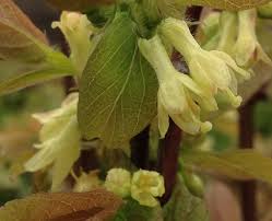 Attēlu rezultāti vaicājumam “Lonicera caerulea var. pallasii flower”