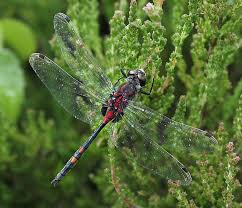 Attēlu rezultāti vaicājumam “Leucorrhinia dubia male”