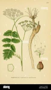 Attēlu rezultāti vaicājumam “Pimpinella saxifraga leaf”