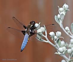 Attēlu rezultāti vaicājumam “Libellula depressa male”