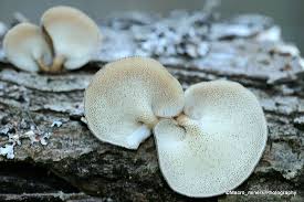 Attēlu rezultāti vaicājumam “Polyporus brumalis”