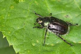 Attēlu rezultāti vaicājumam “Phyllopertha horticola imago”