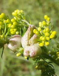 Attēlu rezultāti vaicājumam “Geocrypta galii”