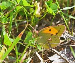 Attēlu rezultāti vaicājumam “Colias croceus underside”