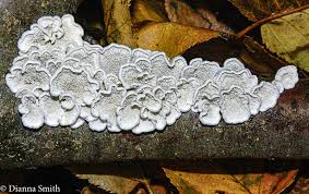 Attēlu rezultāti vaicājumam “Plicaturopsis crispa”