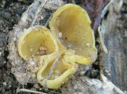 Attēlu rezultāti vaicājumam “Peziza flavida”