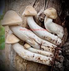 Attēlu rezultāti vaicājumam “Hypsizygus ulmarius”