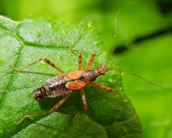 Attēlu rezultāti vaicājumam “Himacerus apterus”