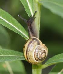 Attēlu rezultāti vaicājumam “Cepaea hortensis”