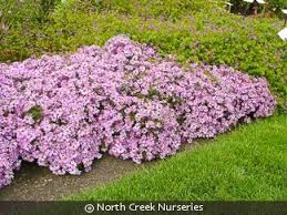 Attēlu rezultāti vaicājumam “Symphytocarpus impexus young”