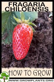 Attēlu rezultāti vaicājumam “Fragaria viridis fruit”