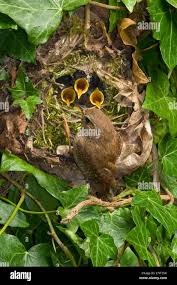 Attēlu rezultāti vaicājumam “Troglodytes troglodytes nest”