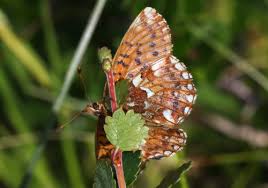 Attēlu rezultāti vaicājumam “Boloria aquilonaris underside”