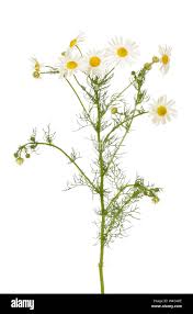 Attēlu rezultāti vaicājumam “Matricaria chamomilla flower”