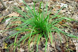 Attēlu rezultāti vaicājumam “Carex digitata leaf”