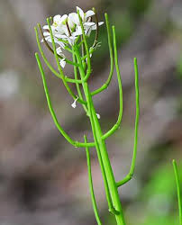 Image result for Alliaria petiolata